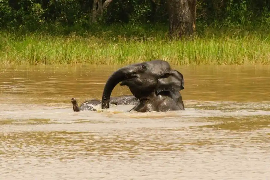 an elephant at udawalwe in sri lanka experiential journey