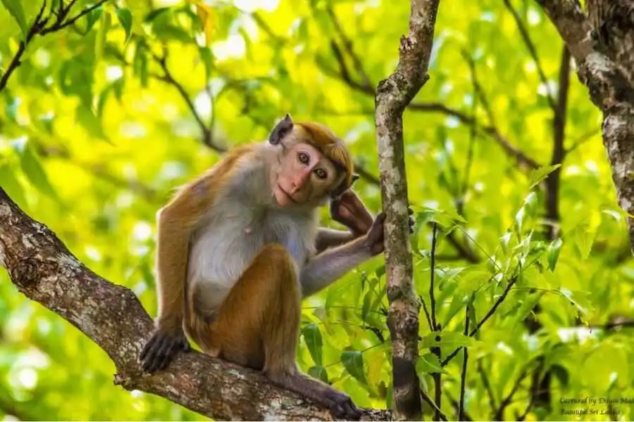 a monkey at bundala national park in sri lanka experiential journey