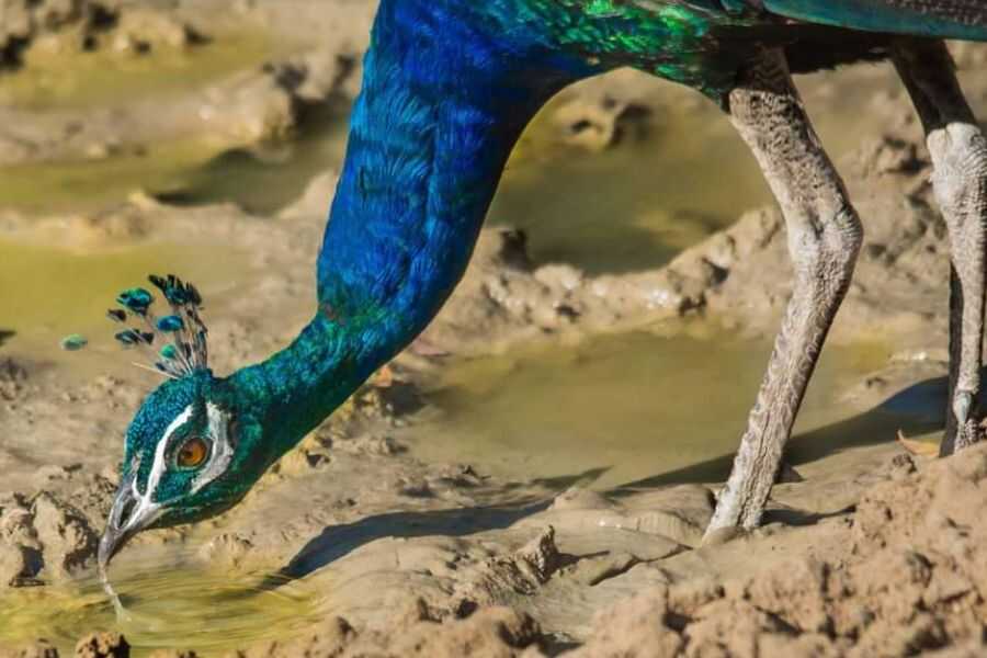 a peocock-at-bundala-national-park-in-sri-lanka-experiential-journey