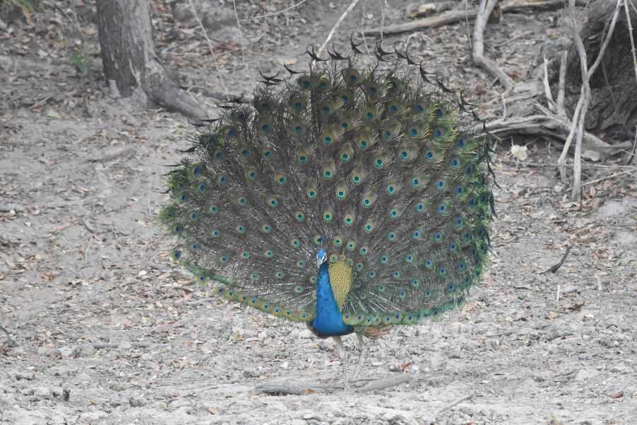 a peocock at kumana in sri lanka experiential journey