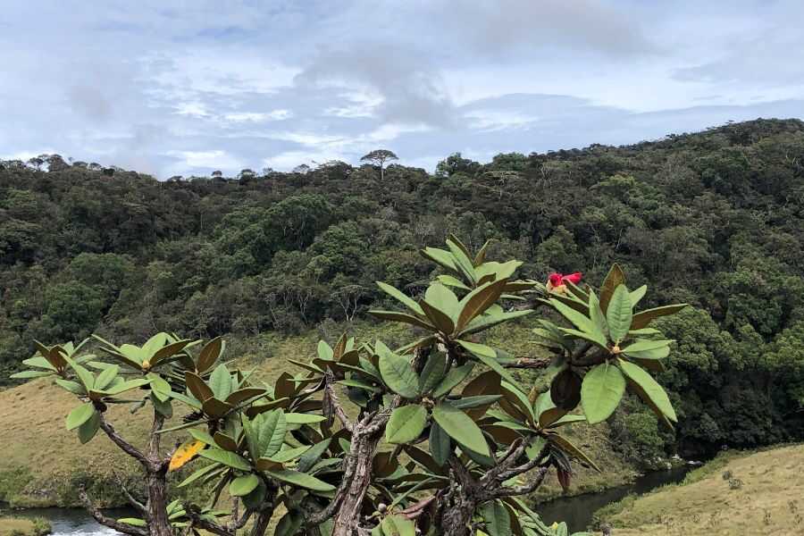 a plant at hortan plains in sri lanka experiential journey