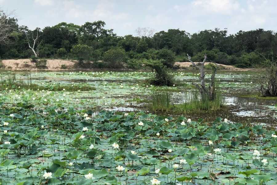 a pond at wilpattu in sri lanka experiential journey