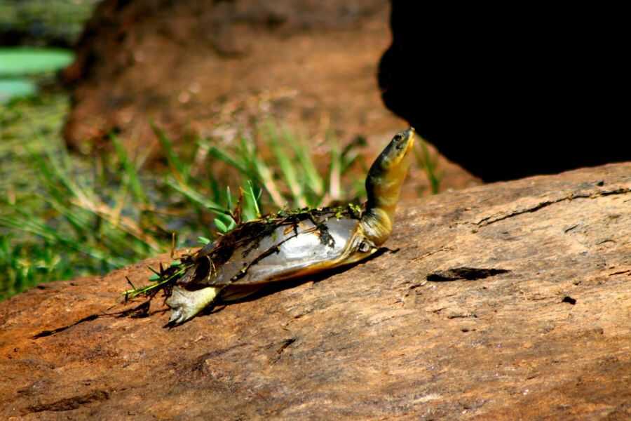 a turtle at bundala national park in sri lanka experiential journey