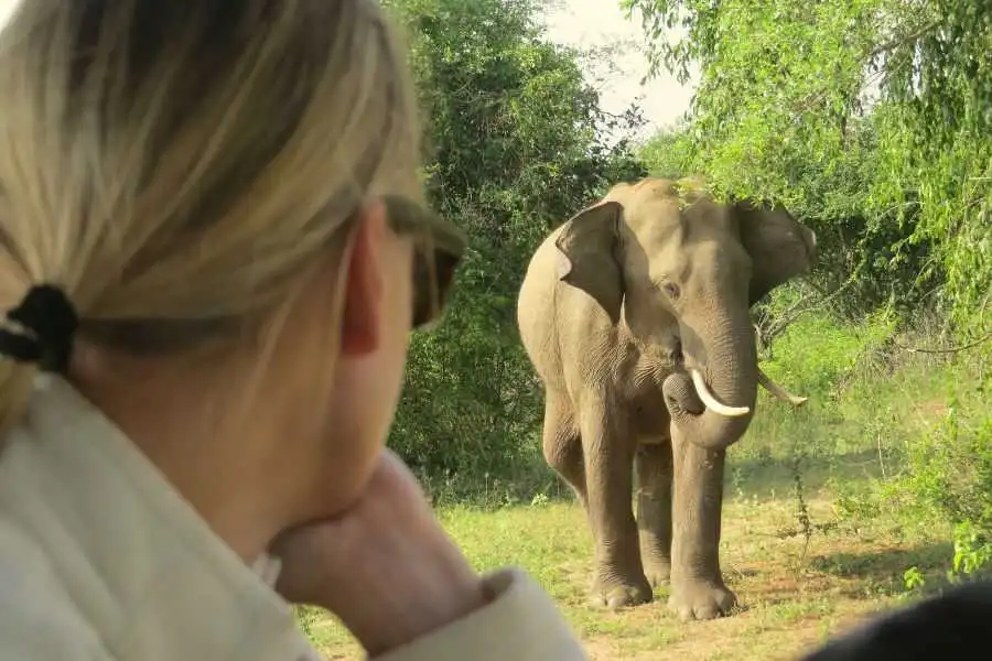 an elephant at mahoora yala safari experience in sri lanka experiential journey
