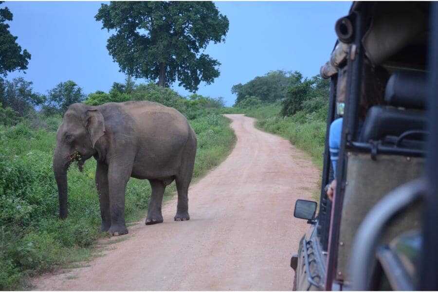 an elephant with a safari jeep at udawalwe sri lanka experiential journey