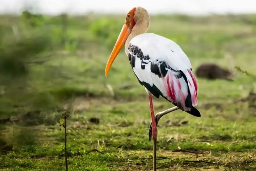 birding at bundala national park in sri lanka experiential journey