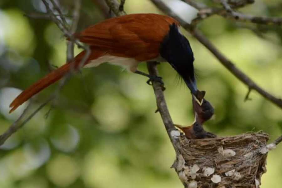birding in sri lanka experiential journey
