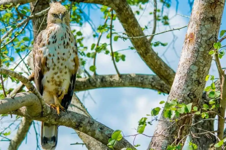 birding at bundala national park in sri lanka experiential journey