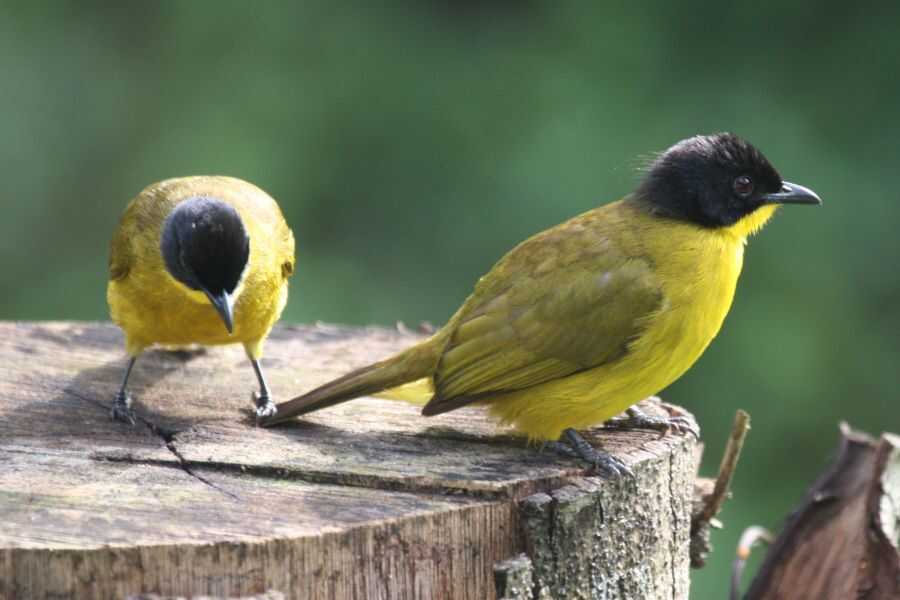 birding in sri lanka experiential journey
