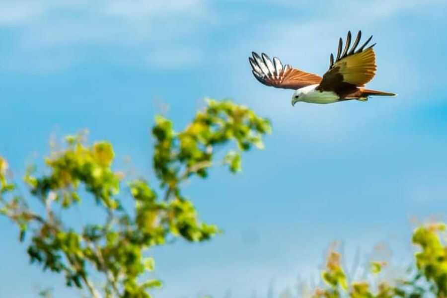 birding at bundaa national park in sri lanka experiential journey