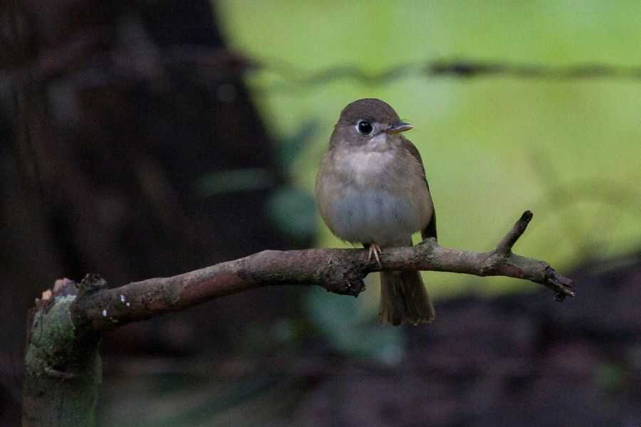 birding in sri lanka experiential journey