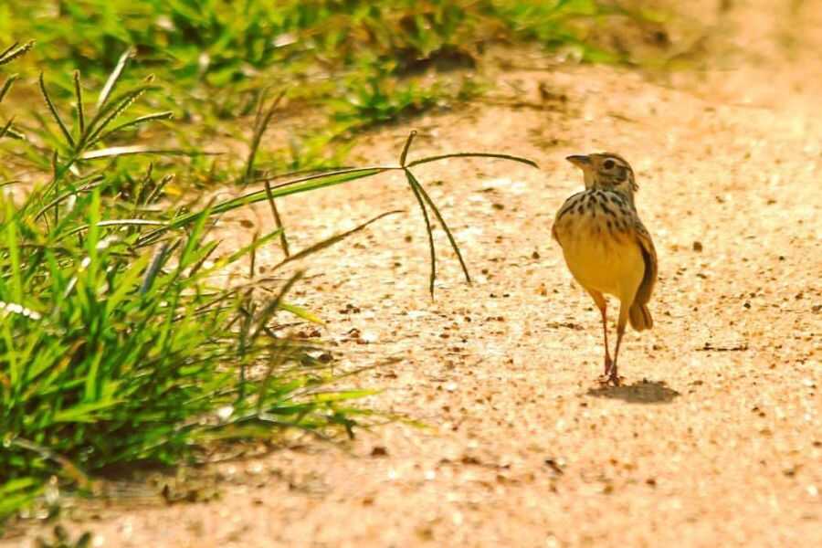 birding at bundala in sri lanka experiential journey