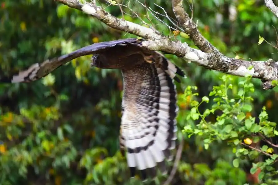 birding in sri lanka experiential journey