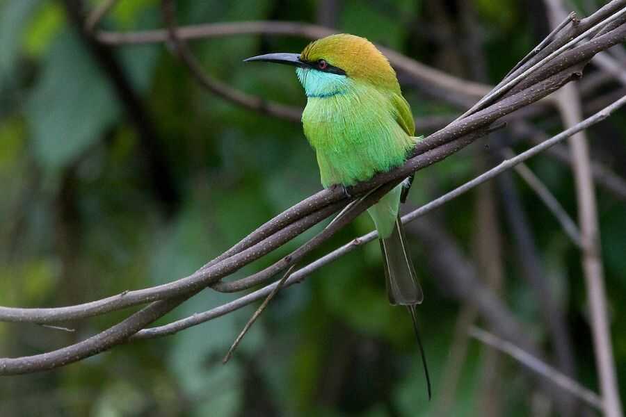 birding in sri lanka experiential journey