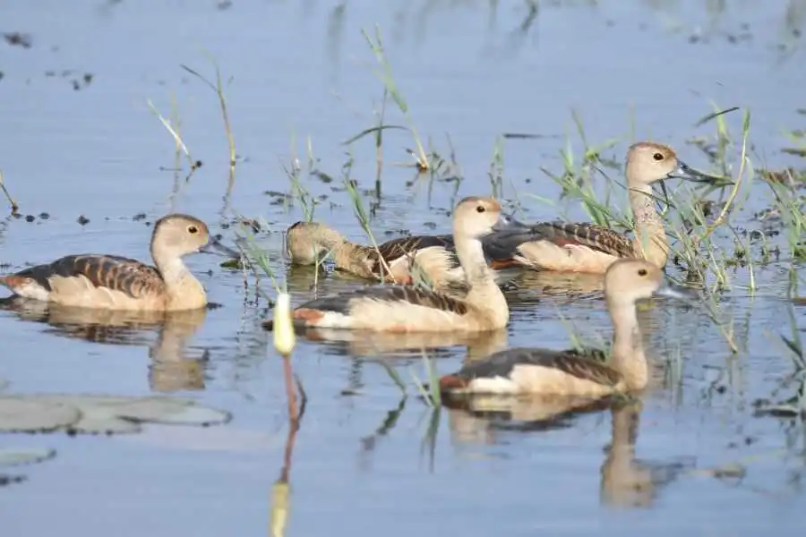 birding at kumana in sri lanka experiential journey