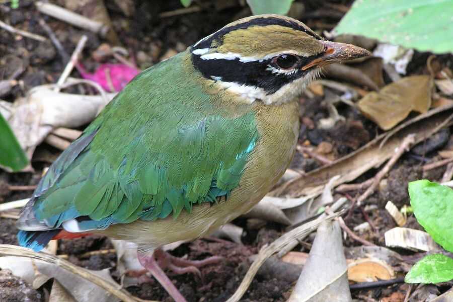 birding in sri lanka experiential journey