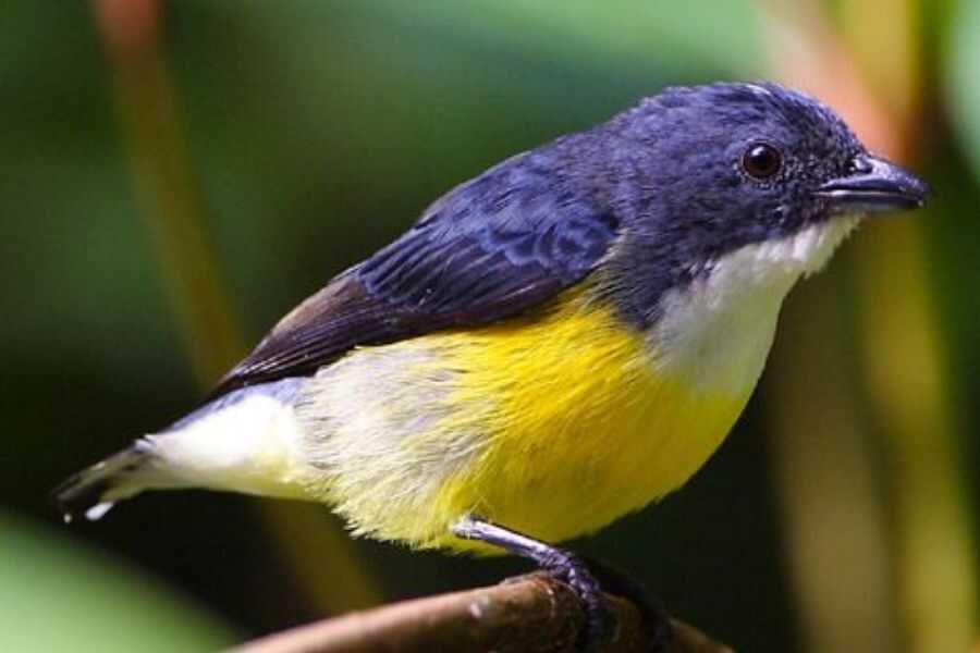 birding in sri lanka experiential journey