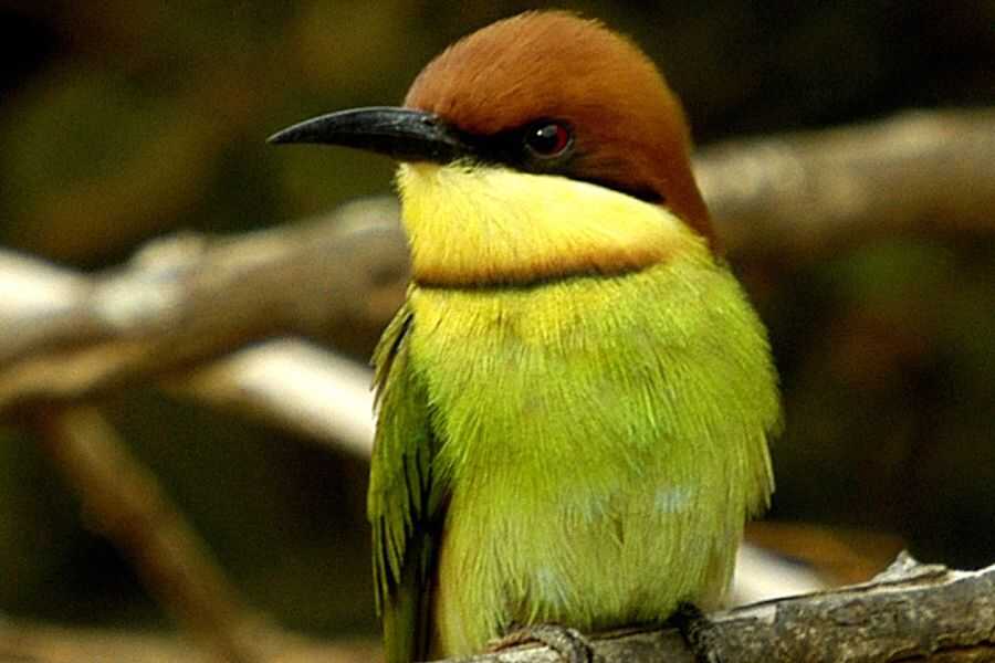 birding at udawalwe in sri lanka experiential journey