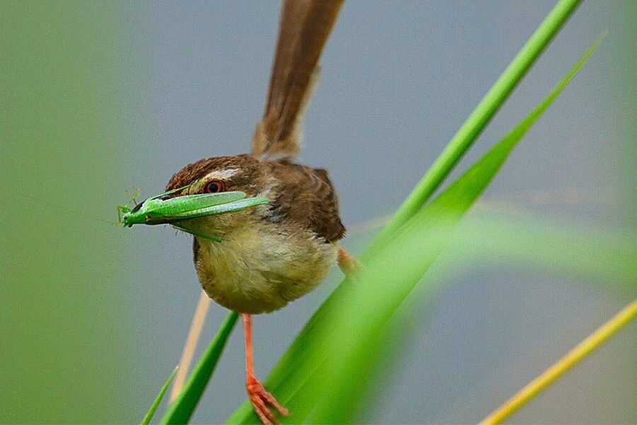 birding at udawalawe in sri lanka experiential journey
