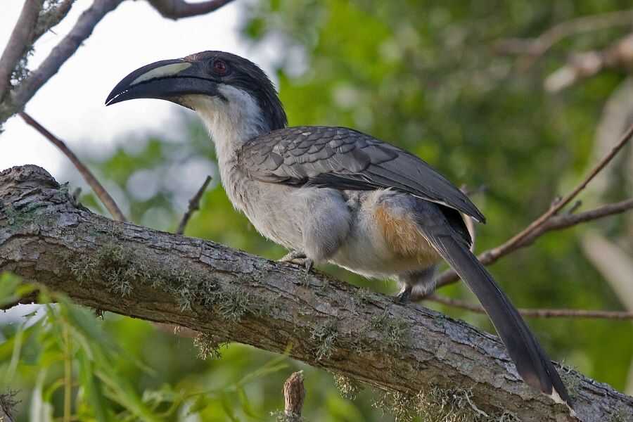 birding in sri lanka experiential journey