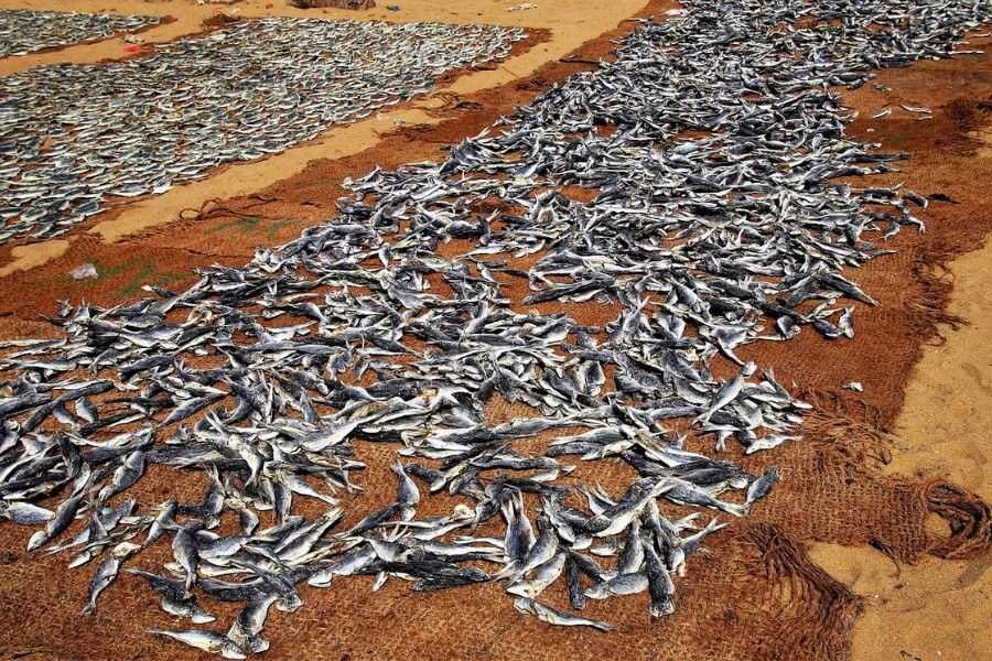 drying fish at negombo beachside in sri lanka experiential journey