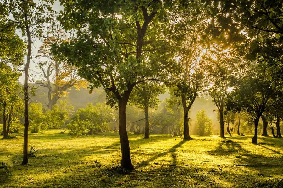 surrounding at ahaspokuna bush walk camps in sri lanka experiential journey