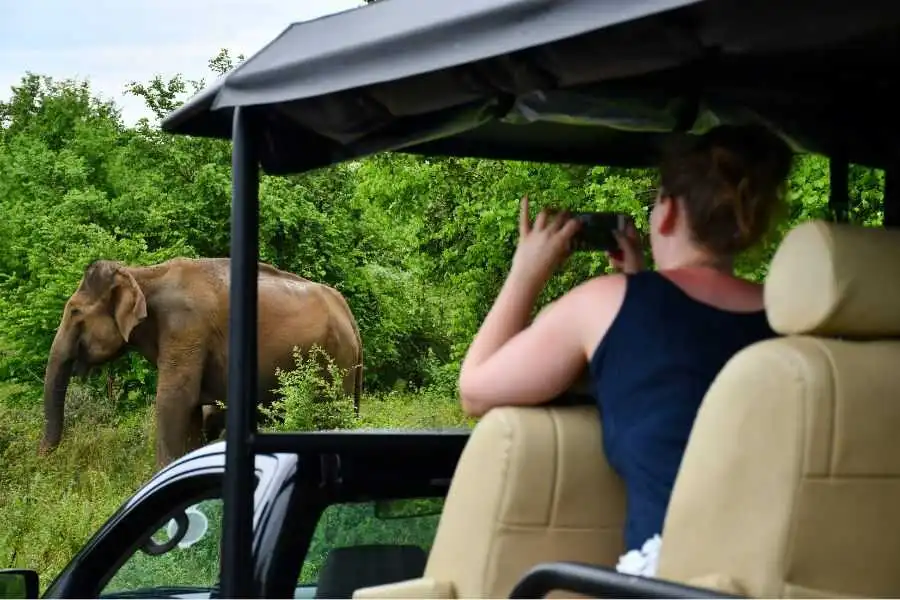 tourist experience at mahoora safari at udawalwe in sri lanka experiential journey