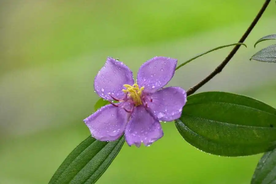 a flower at sinharaja rain forest sri lanka experiential journey