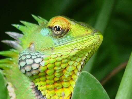 a lizard at belihuloya sri lanka experiential journey