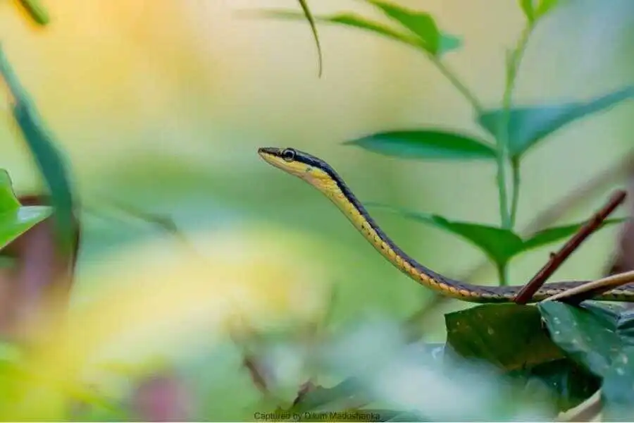a snake at sinharaja forest sri lanka experiential journey