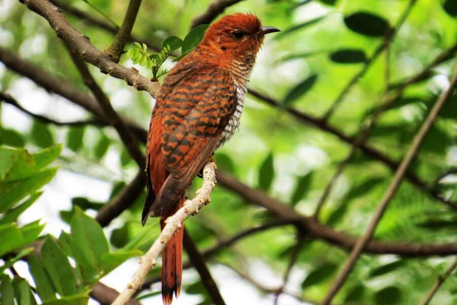 birding at udawattakele in sri lanka experiential journey