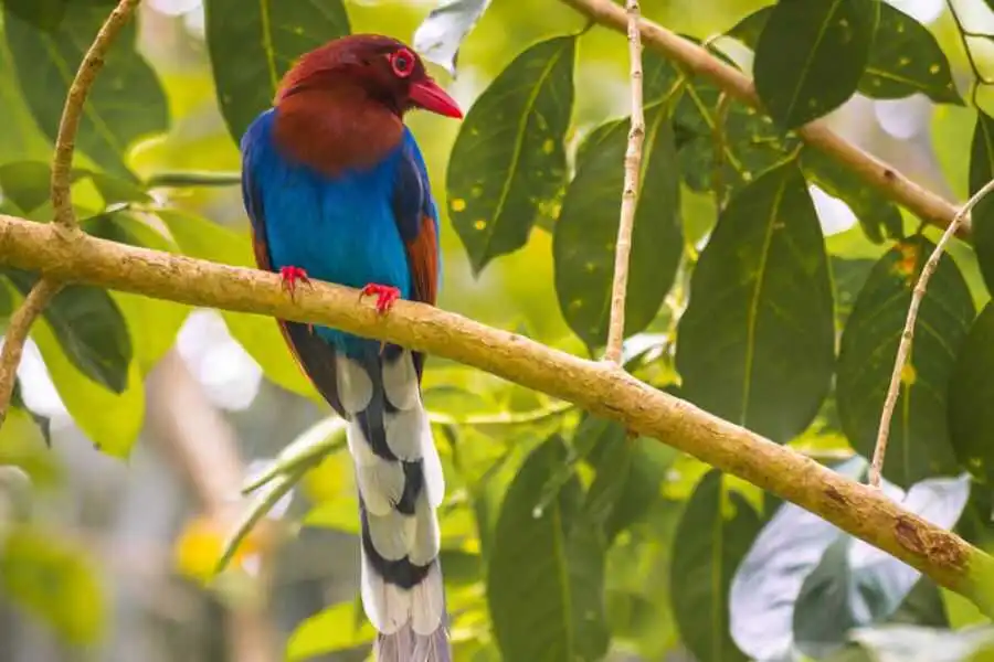birding at sinharaja rain forest