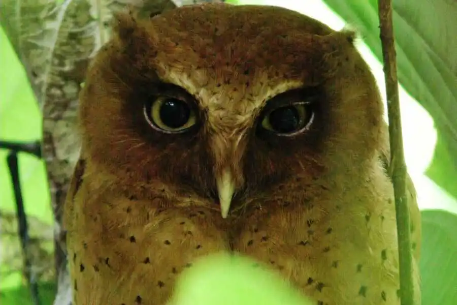 birding at sinharaja rain forest