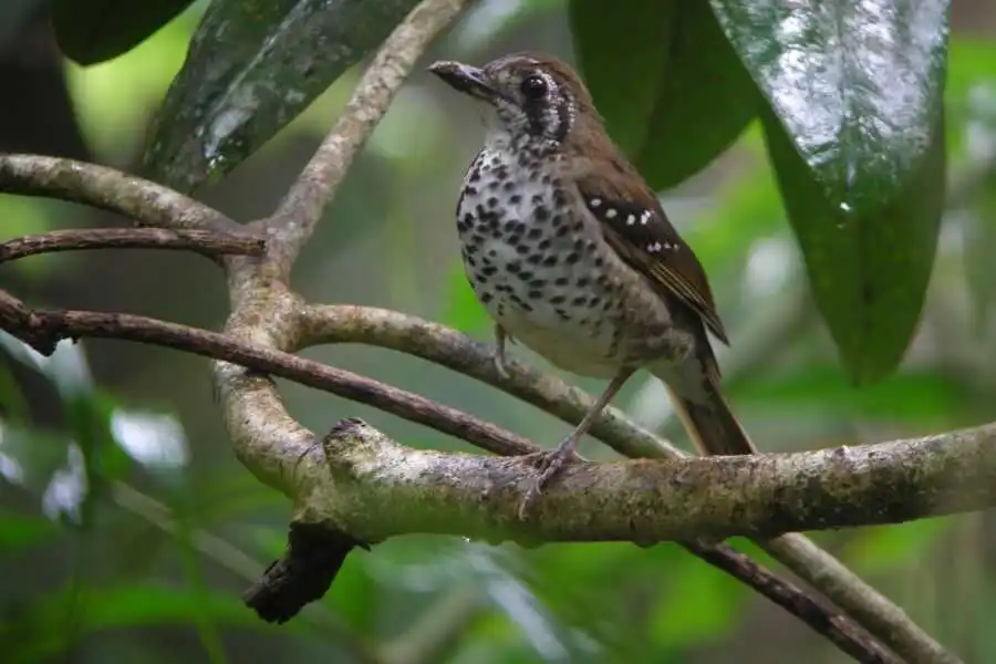 birding at sinharaja rain forest