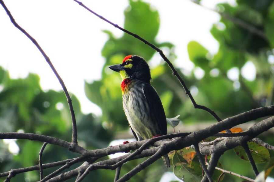 birding at udawattakele in sri lanka experiential journey