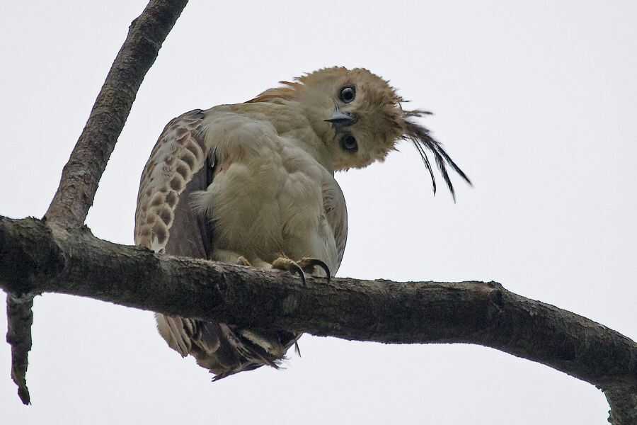 birding at udawattakele sri lanka experiential journey