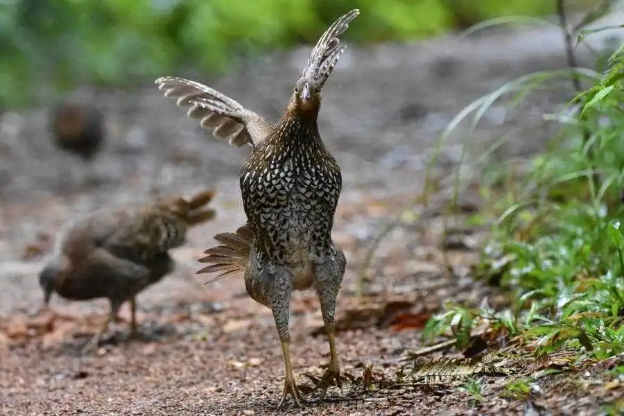 birds at sinharaja rain forest sri lanka experiential journey