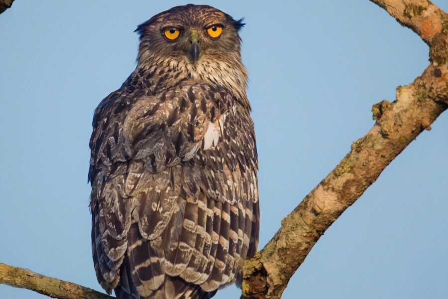 brown fish owl at udawattakele sri lanka experiential journey