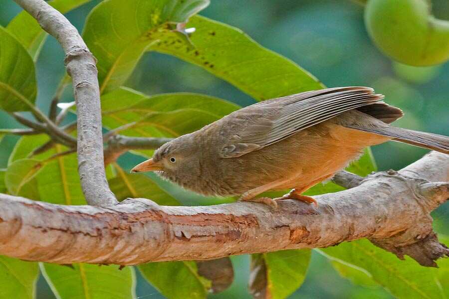 endemic-birding-Tour10-Days-[-Private-Tour-]2