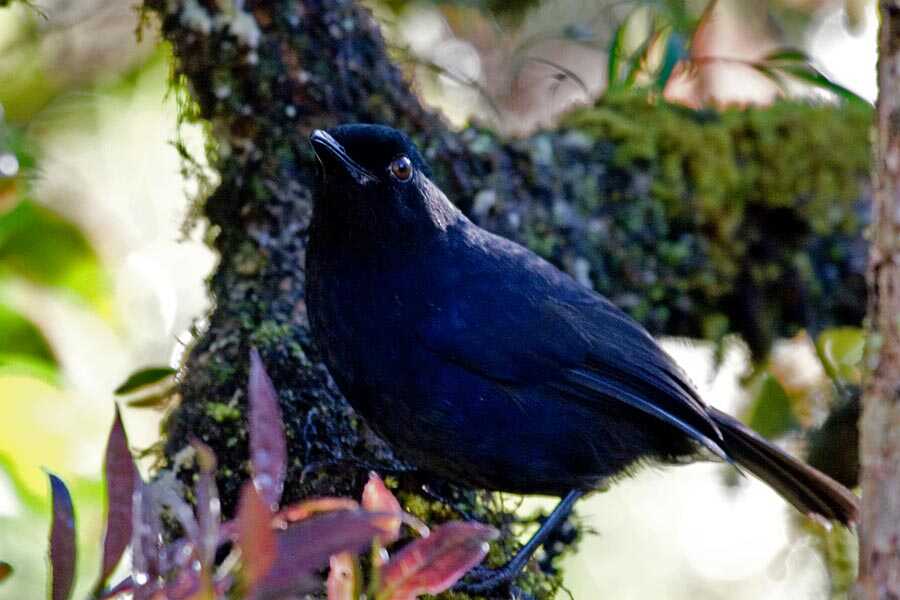 endemic-birding-Tour10-Days-[-Private-Tour-]5