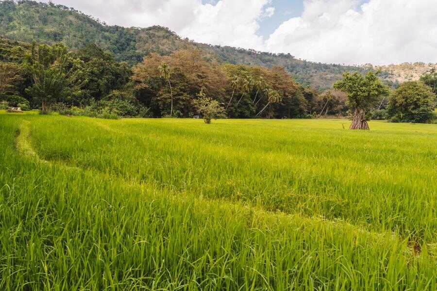 paddy feilds in sri lanka experiential journey