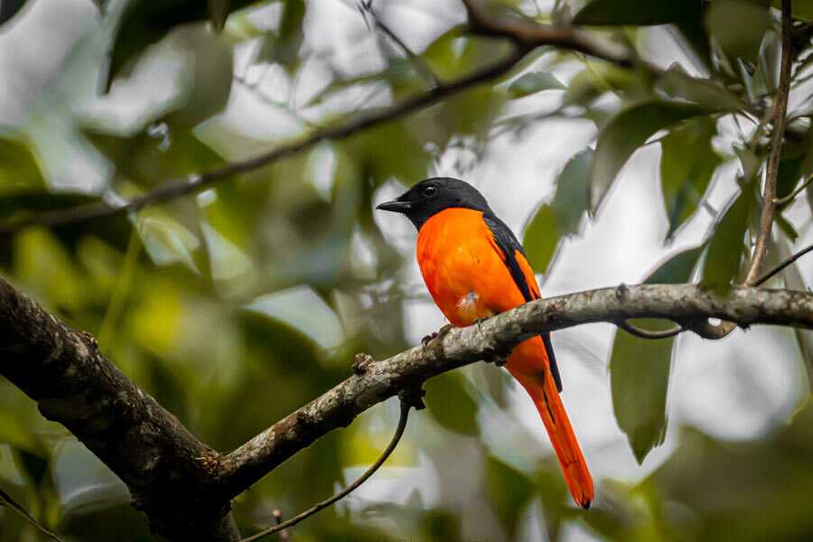 sri-lanka-birding-tour-10-days-private-tour12