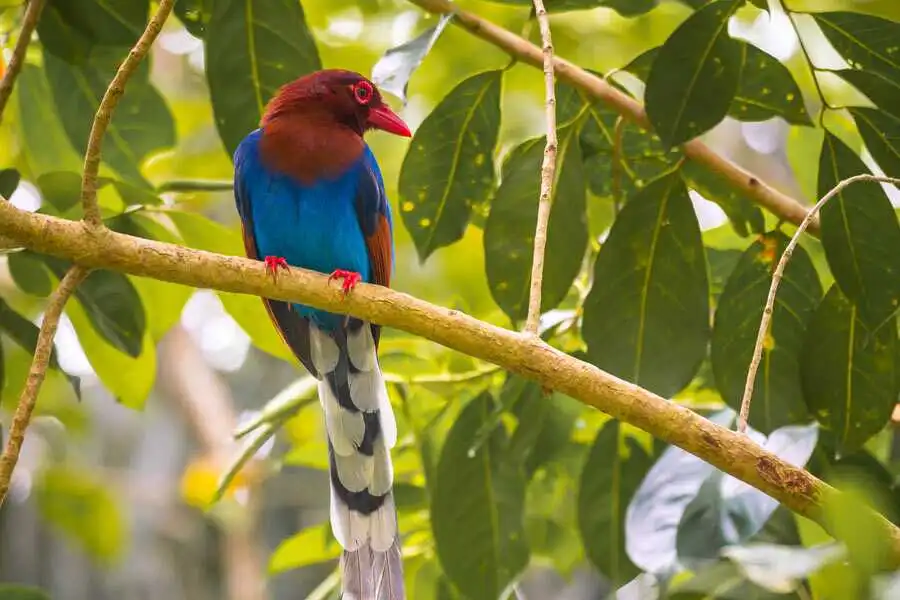 sri-lanka-birding-tour-10-days-private-tour9