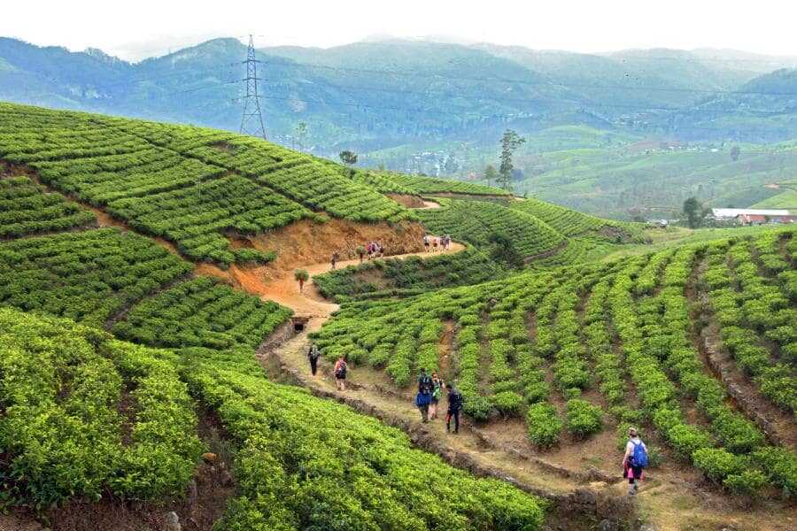 tea estates at bogawanthalawa sri lanka experiential journey