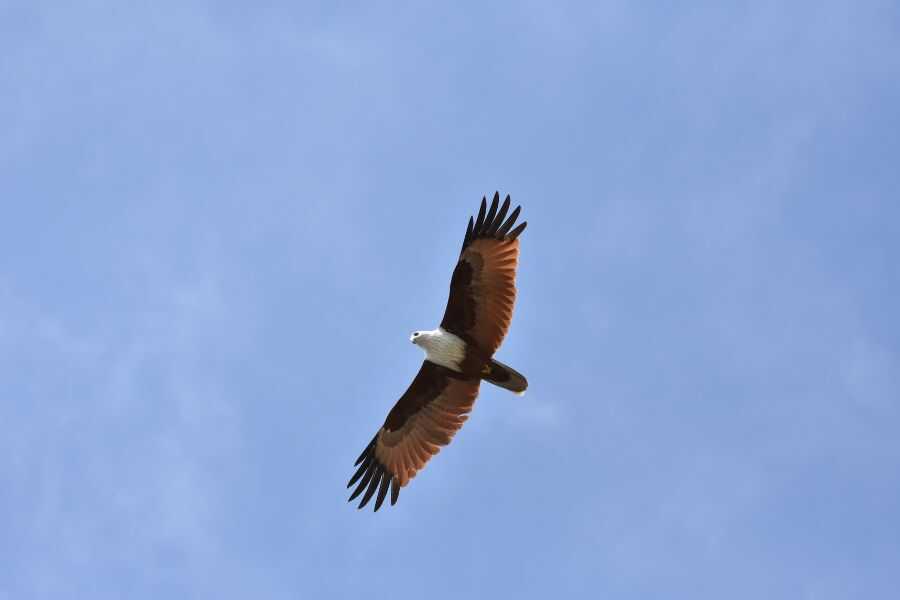 a eagle at maduruoya in sri lanka experiential journey