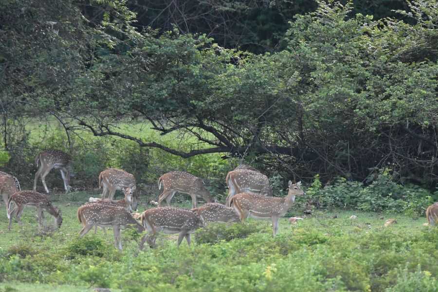 a group of deer at maduruoya in sri lanka expperiential journey