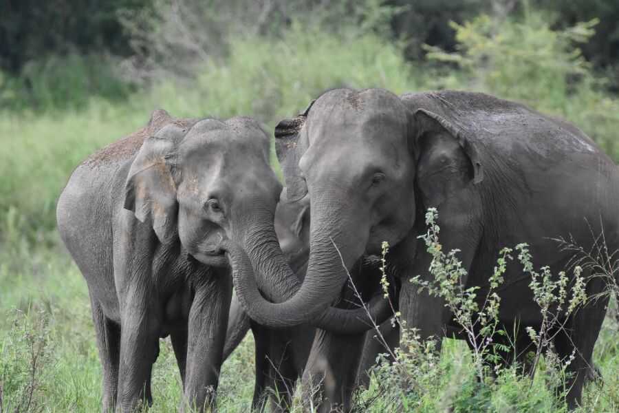 a group of elephants at maduruoya in sri lanka experiential journey