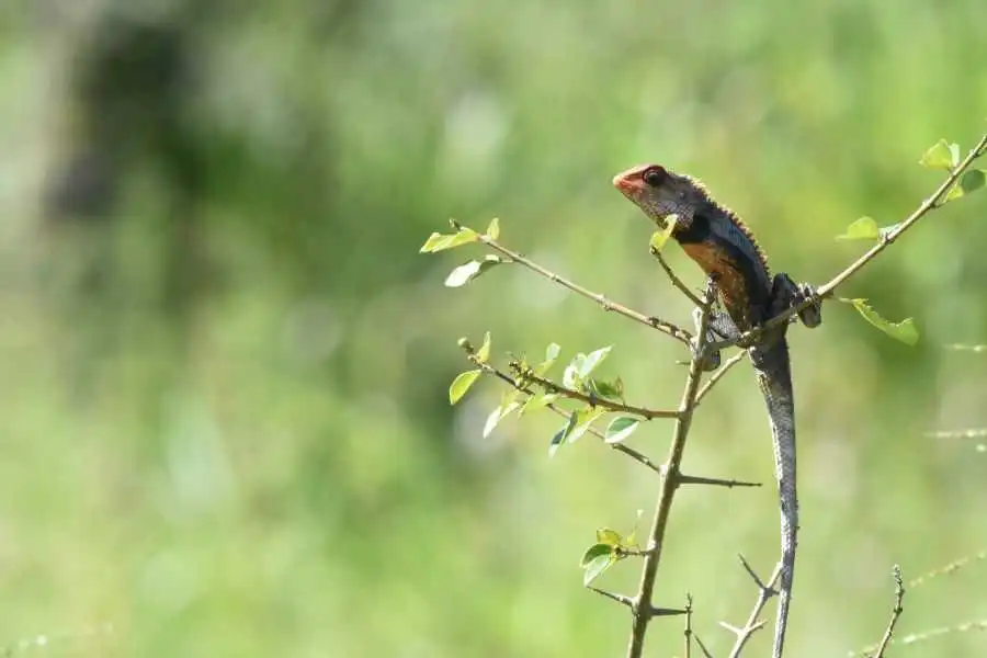 a lizard at maduruoya in sri lanka experiential journey