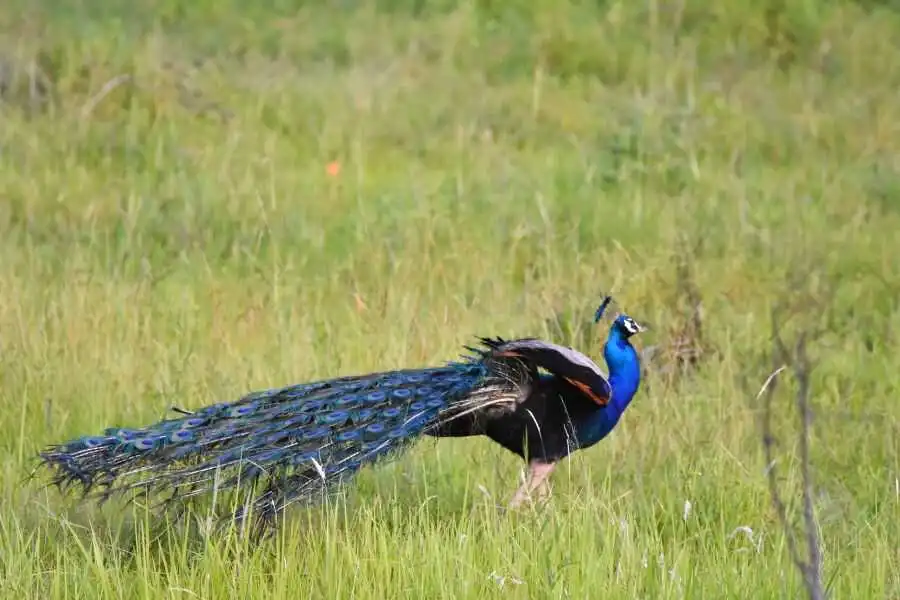 a peocock at wasgamuwe in sri lanka experiential journey