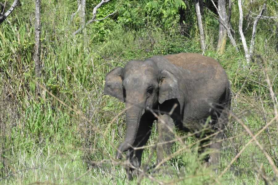 an elephant at maduruoya in sri lanka experiential journey